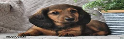 Miniature Dachshund dogs for sale: Tessie - Ad 3