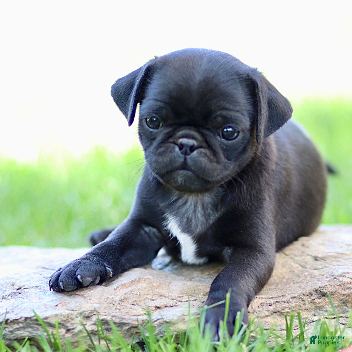 Pug dogs Bellini - Ad 2