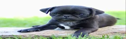 Pug dogs for sale: Bellini - Ad 2