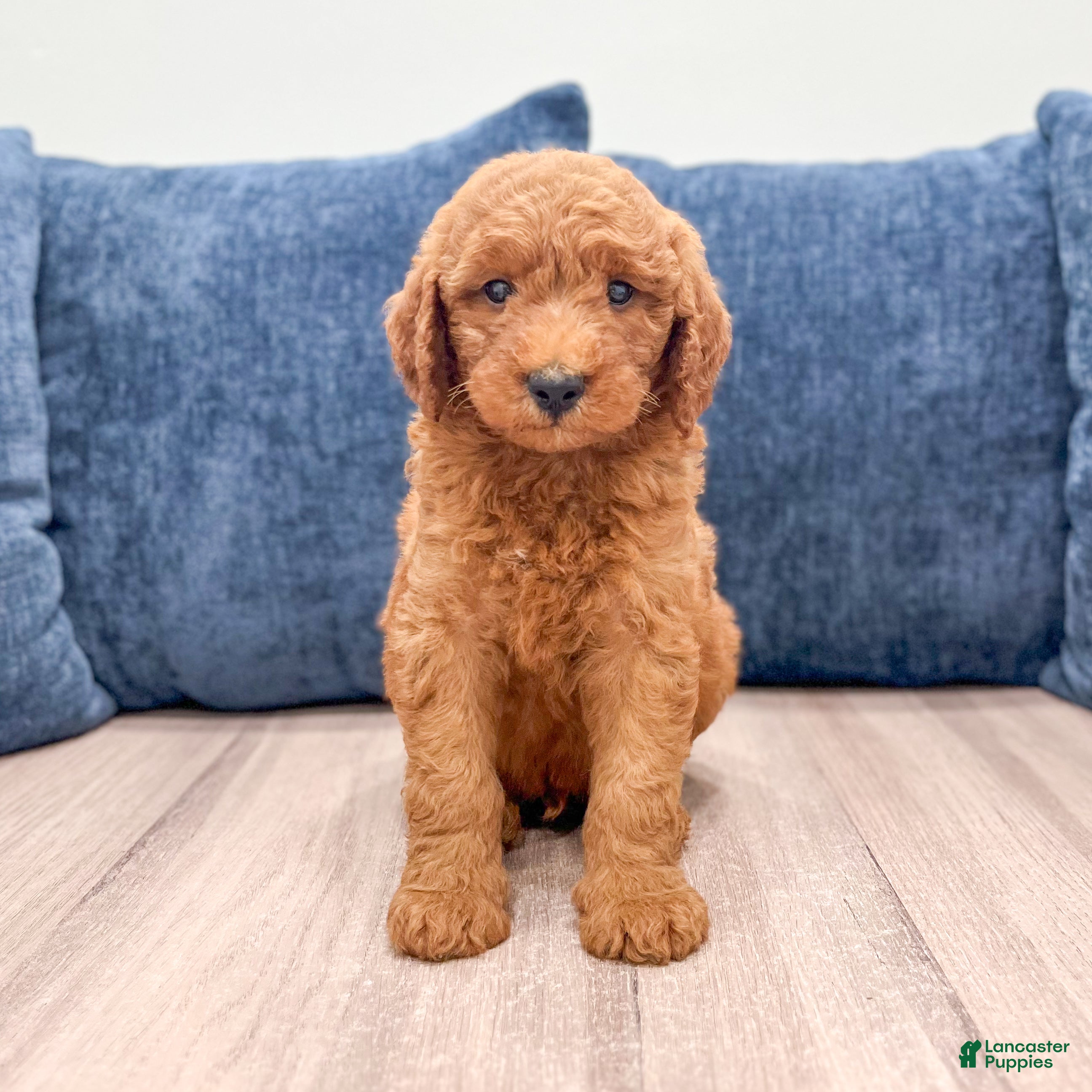 Mini Goldendoodle dogs Cade - Ad 1