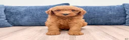 Mini Goldendoodle dogs for sale: Cade - Ad 1