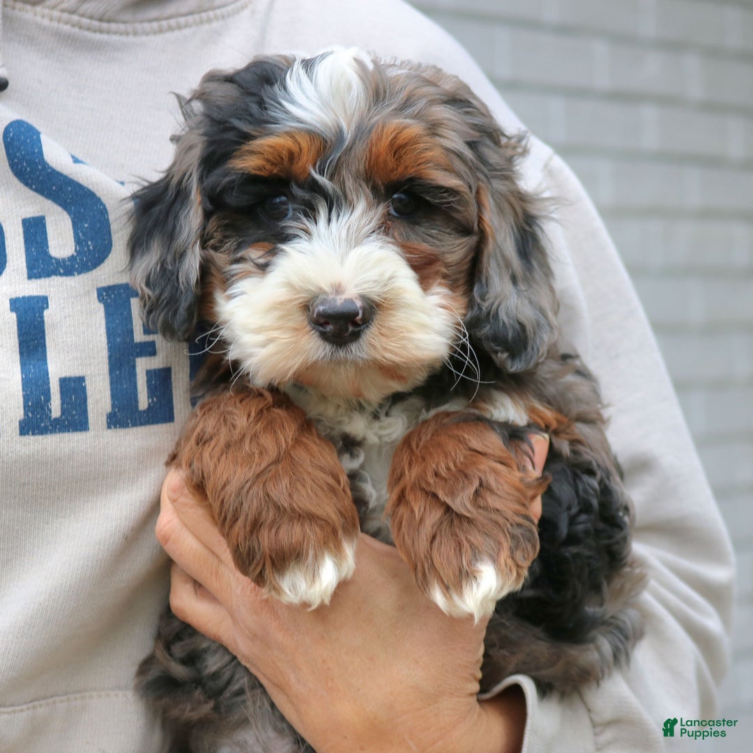 Mini Bernedoodle dogs for sale: Rhett  - Ad 1