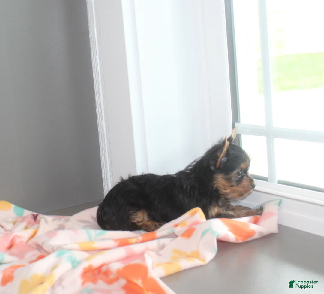 Yorkshire Terrier dogs for sale: Petunia - Ad 9