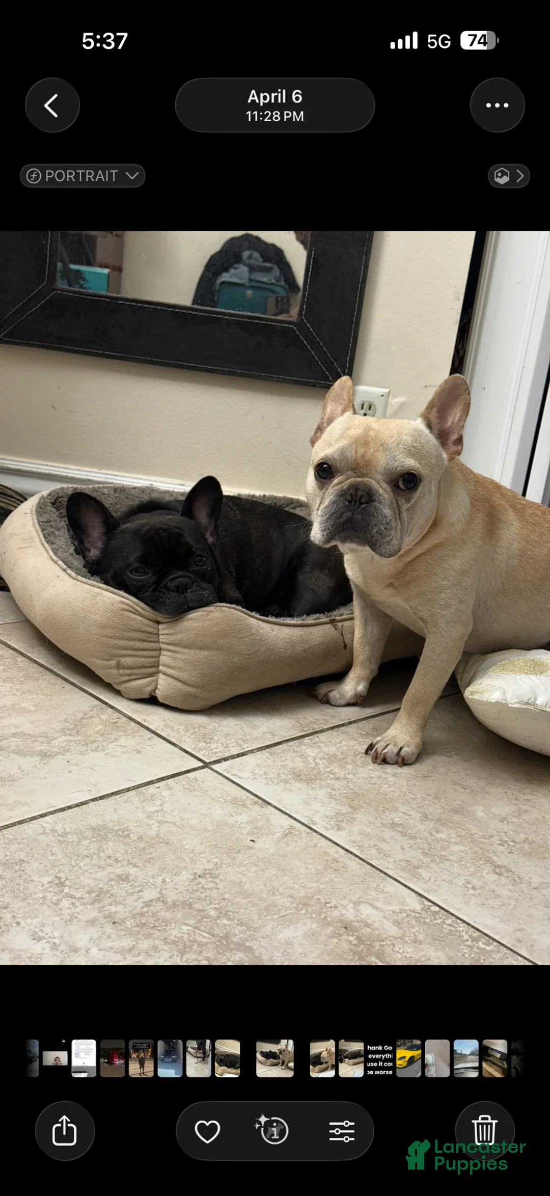 French Bulldog dogs for sale: French Bulldog 2 - Ad 4