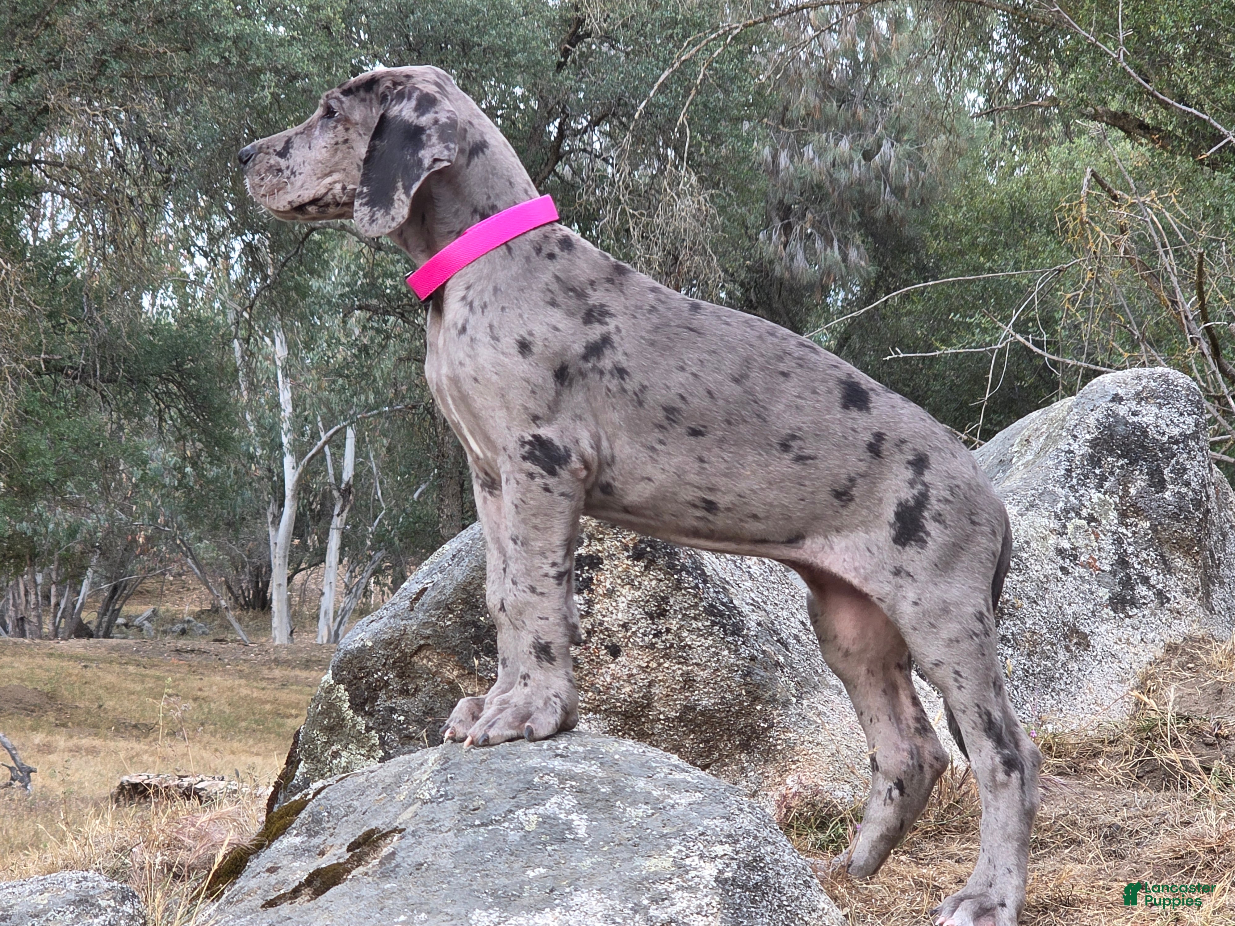 Great Dane dogs Ewa - Ad 1