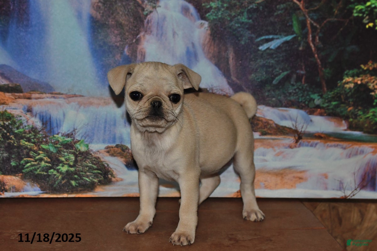 Pug dogs Rosie - Ad 9