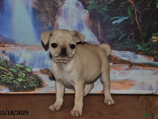Pug dogs Rosie - Ad 18