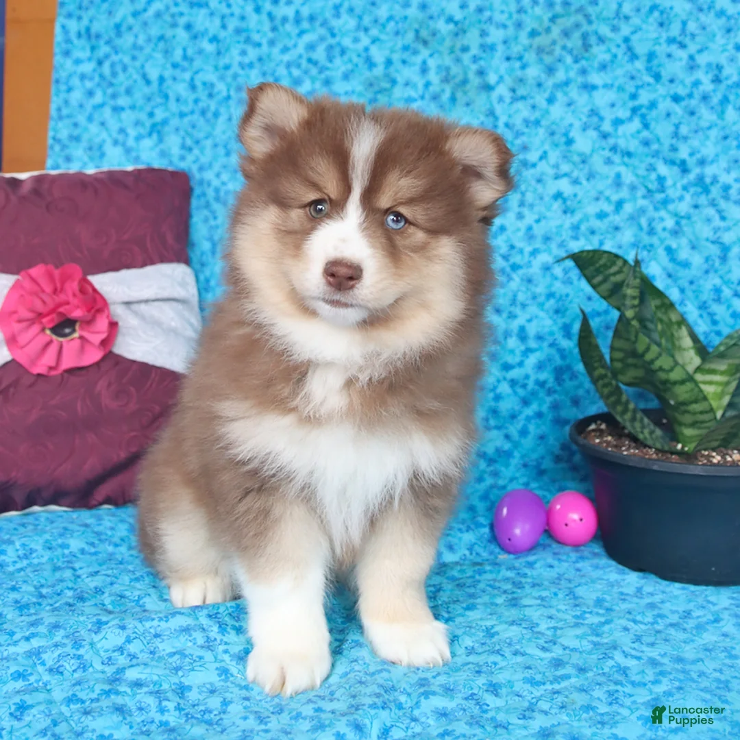 Pomsky dogs for sale: Waldo - Ad 5