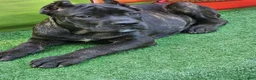 Cane Corso dogs for sale: ELLA - Ad 29