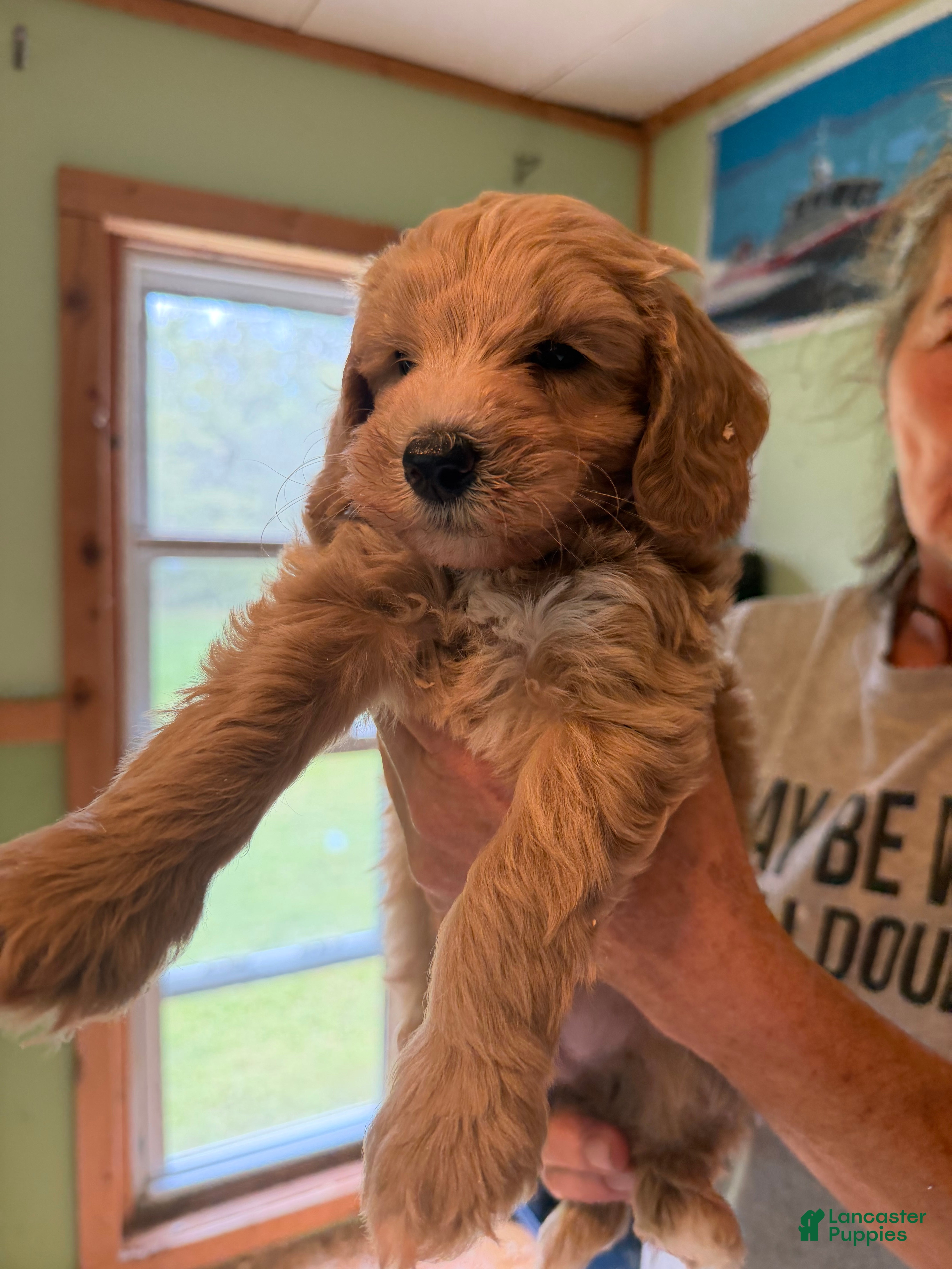 Goldendoodle dogs Asher  - Ad 2