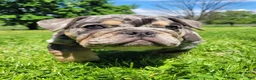 English Bulldog dogs for sale: Diesel - Ad 6