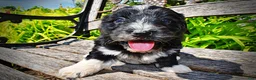 Havapoo dogs for sale: Taz - Ad 3