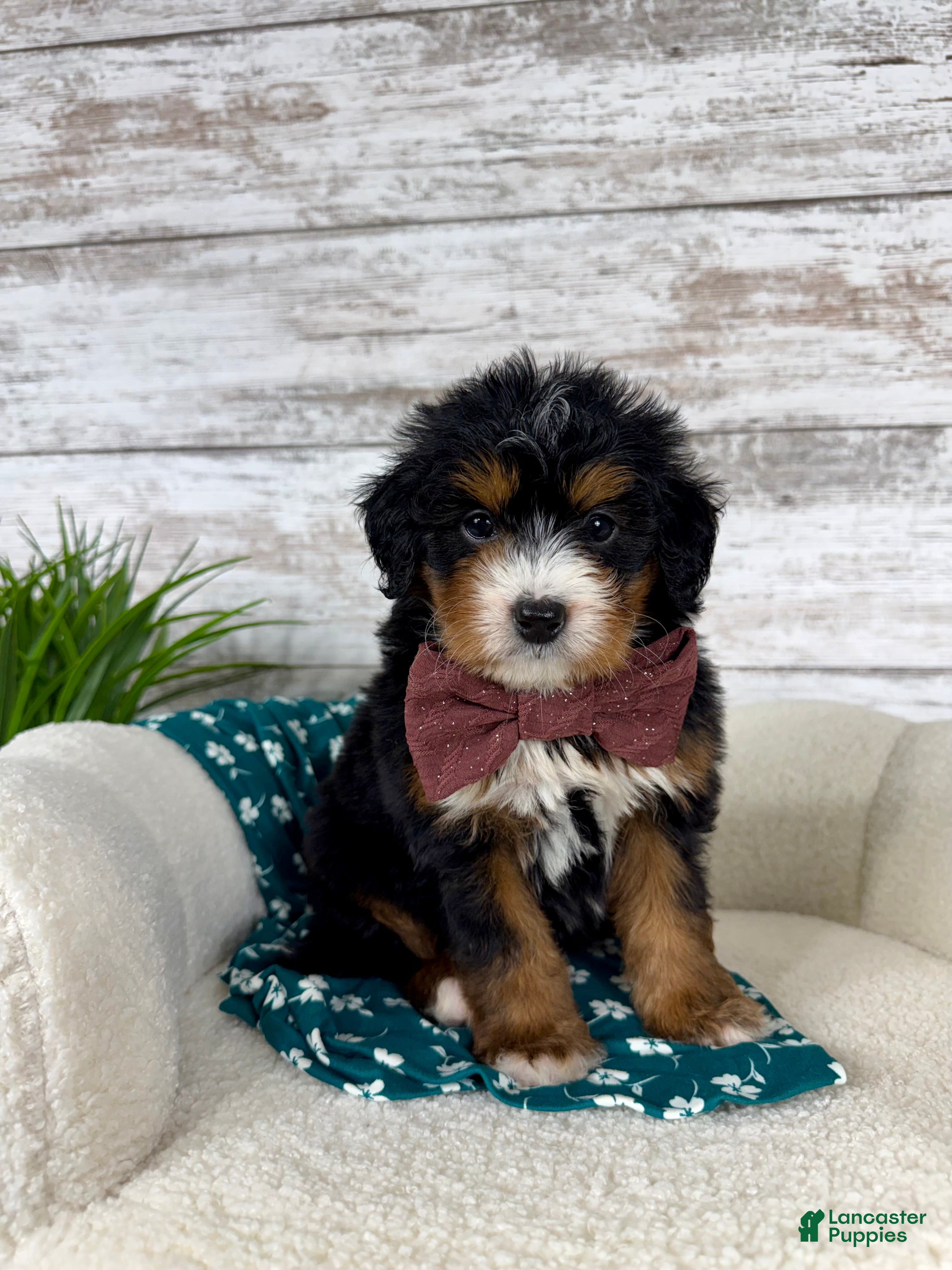 Mini Bernedoodle dogs 🥰 Macy - Ad 1