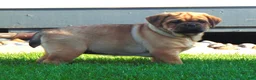 Mixed Breed dogs for sale: Sammy  - Ad 2