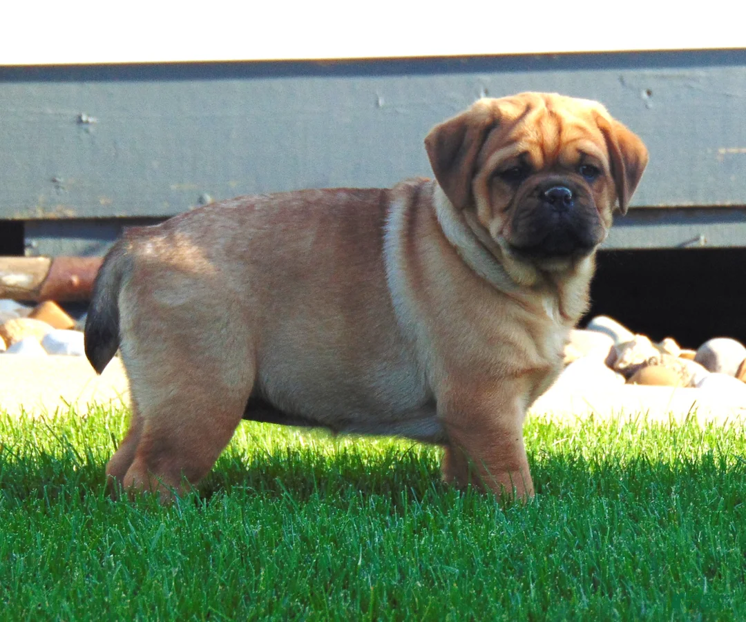 Mixed Breed dogs for sale: Sammy  - Ad 2