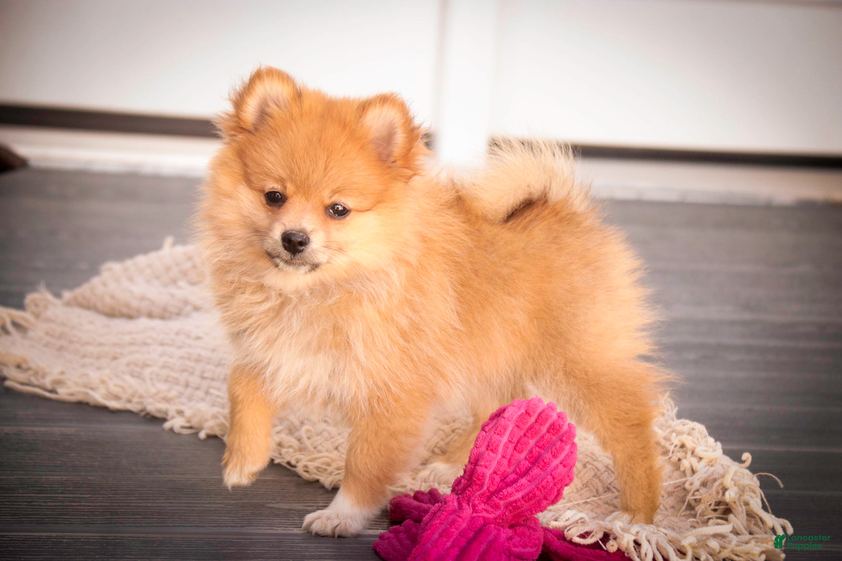 Pomeranian dogs Bingo Pomeranian  - Ad 1