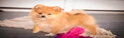 Pomeranian dogs for sale: Bingo Pomeranian  - Ad 1