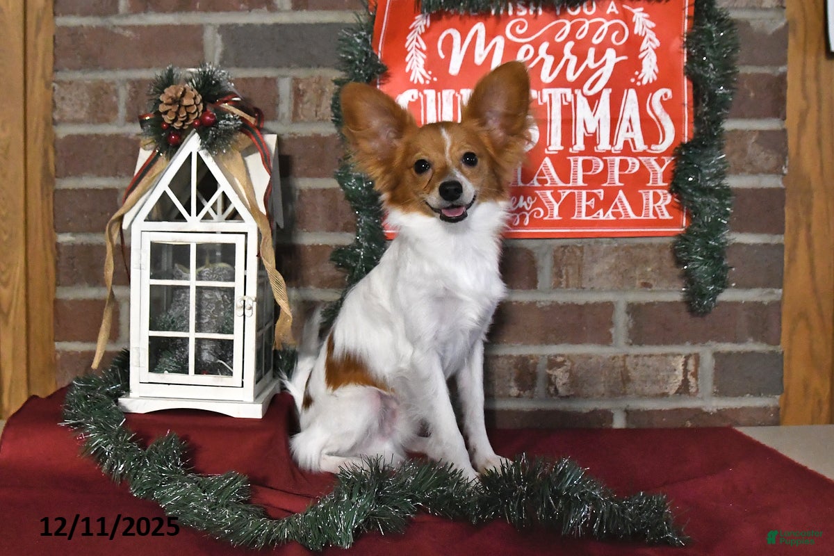 Papillon dogs Bailey - Ad 2