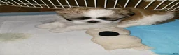 Shih Tzu dogs for sale: Crypto  - Ad 12