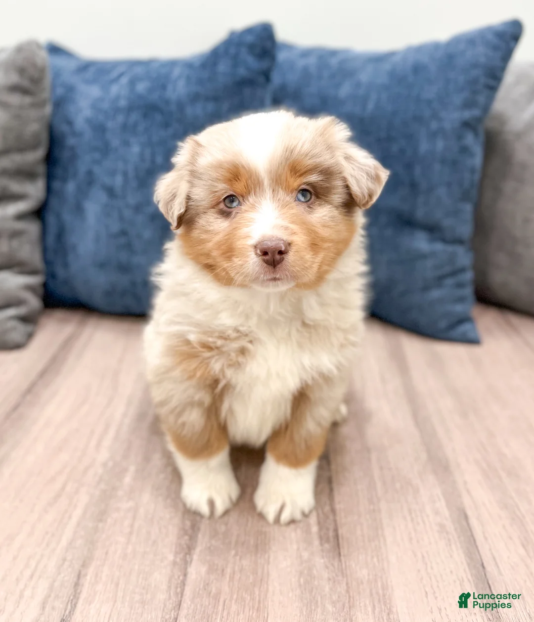 Miniature Australian Shepherd dogs for sale: Bo - Ad 1