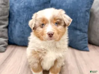 Miniature Australian Shepherd dogs Bo - Ad 28