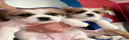 Mixed Breed dogs for sale: Sweet 9-Week-Old Puppy (Corgi & Shih Tzu Mix) – Vaccinated & Dewormed - Ad 5