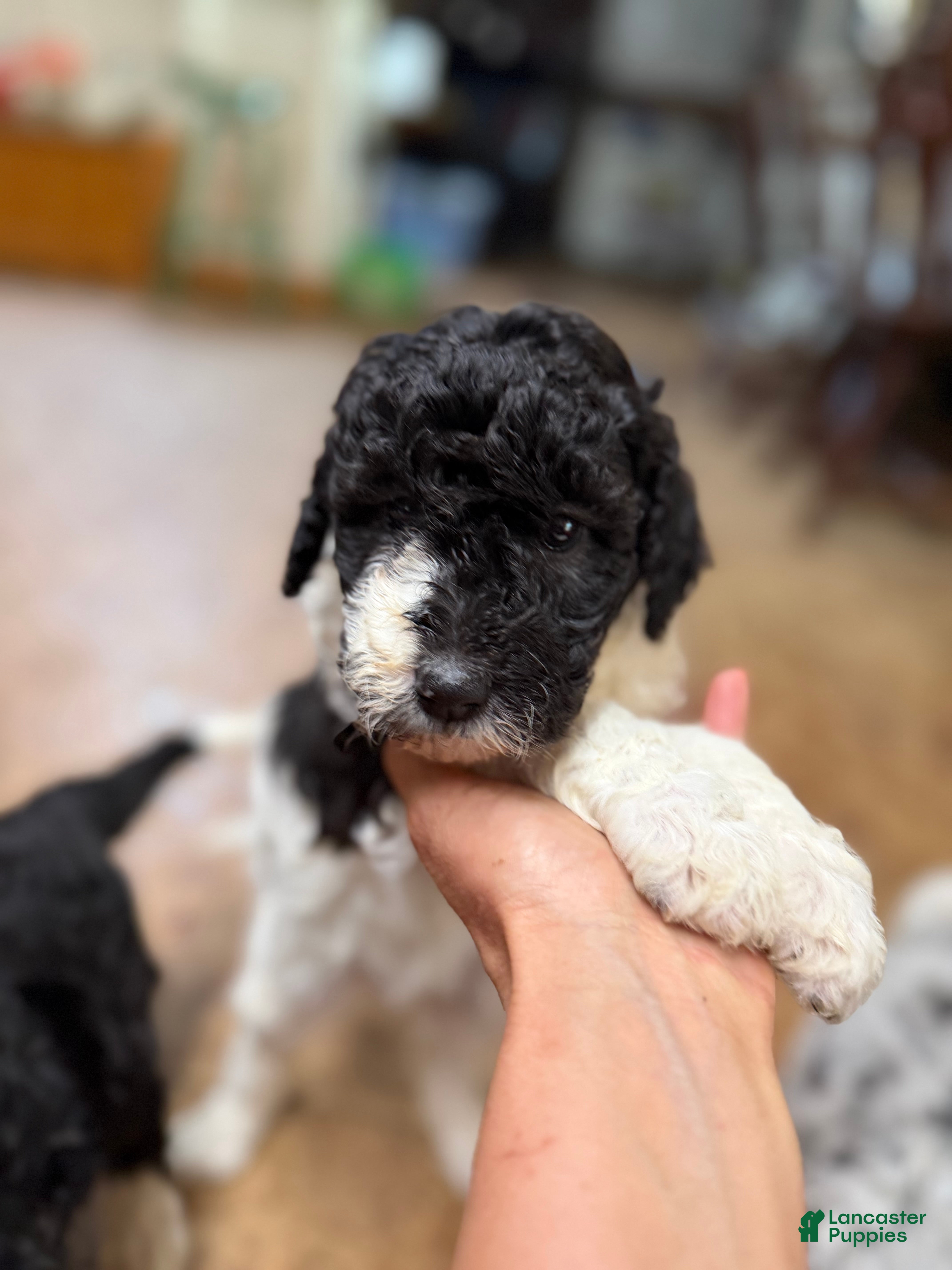 Aussiedoodle dogs Aussiedoodle Puppy 8 - Ad 29