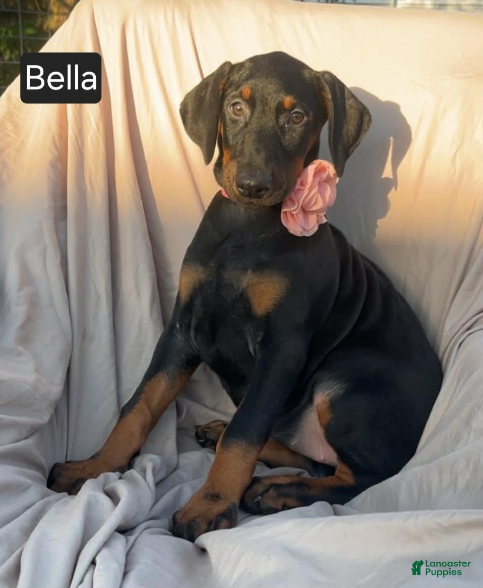 Doberman Pinscher dogs Blythe - Ad 2
