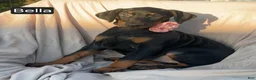 Doberman Pinscher dogs for sale: Bella WEEKEND SPECIAL $250 OFF! - Ad 11