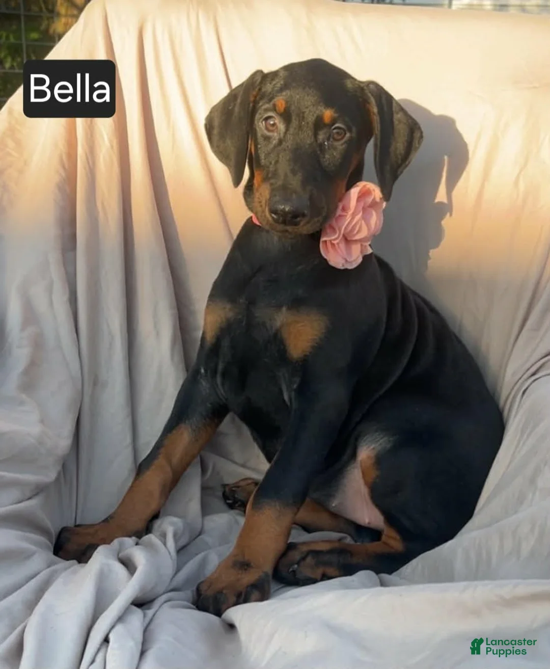 Doberman Pinscher dogs for sale: Blythe - Ad 2