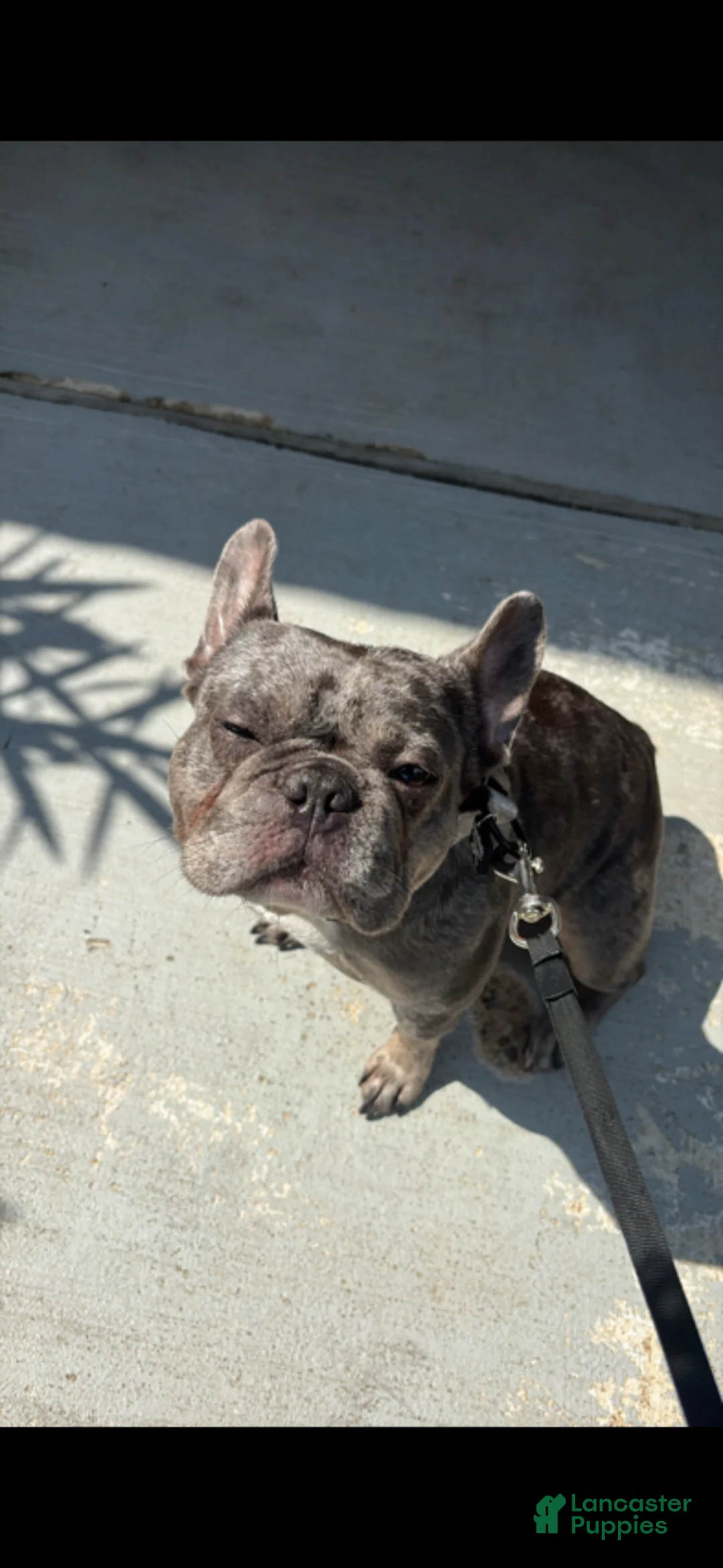 French Bulldog dogs for sale: French Bulldog  - Ad 3
