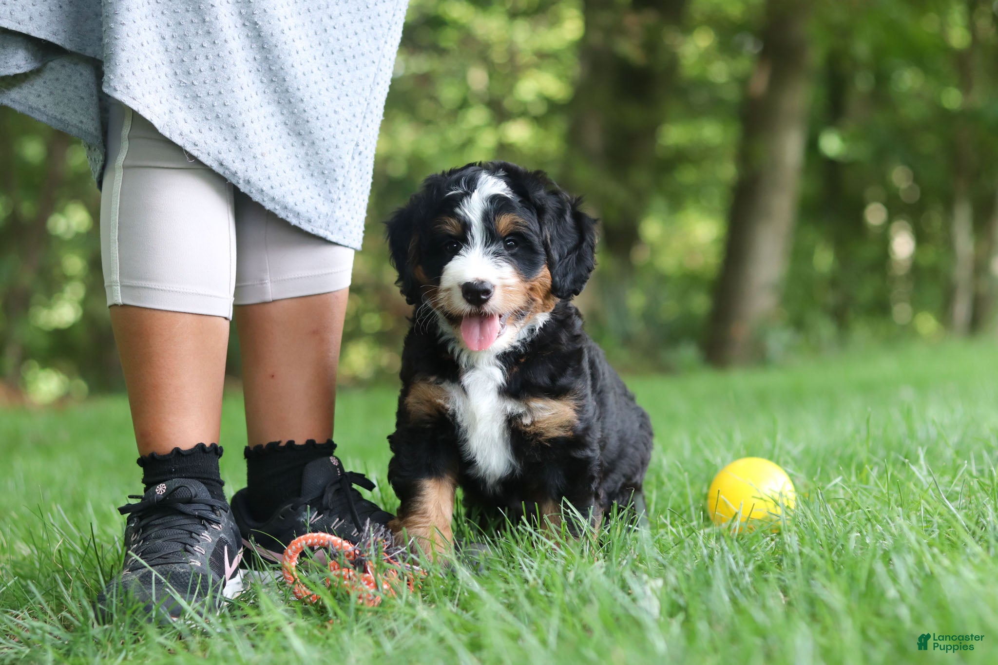 Mini Bernedoodle dogs Teddy - Ad 2