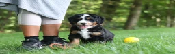 Mini Bernedoodle dogs for sale: Teddy - Ad 2