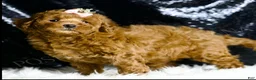 Mini Goldendoodle dogs for sale: Lady - Ad 4