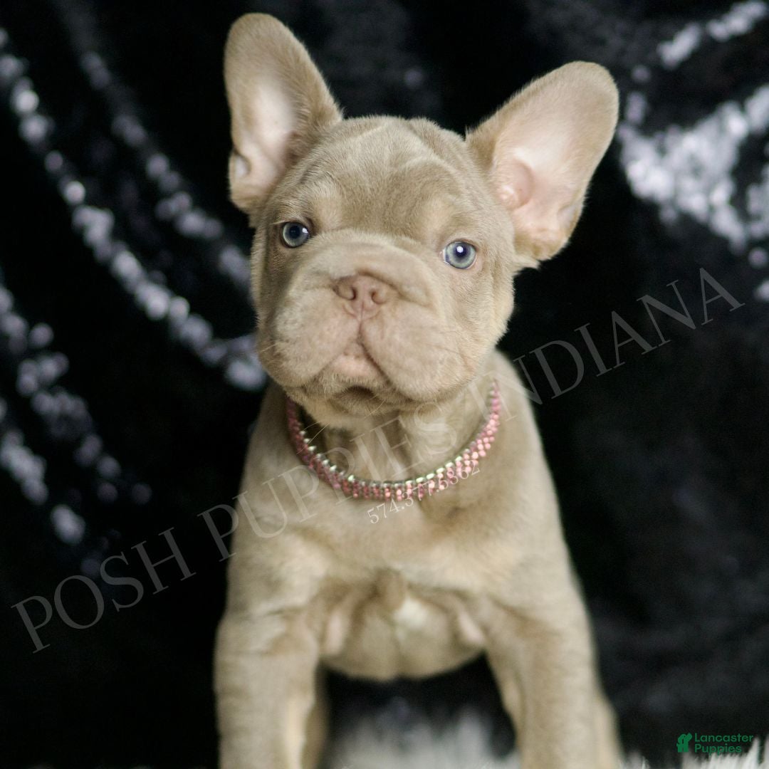 Isabella for sale in Warsaw Lancaster Puppies
