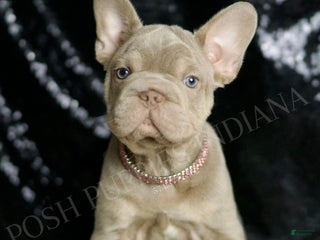 French Bulldog dogs - Ad 20