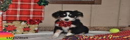 Australian Shepherd dogs for sale: Leo - Ad 1