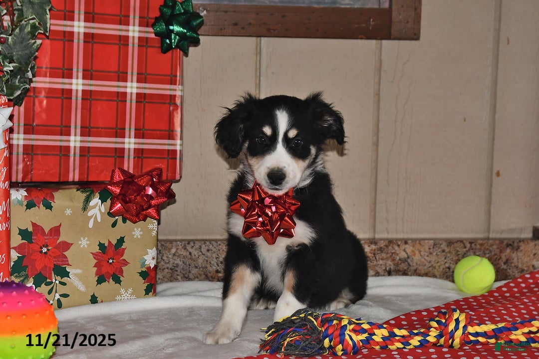 Australian Shepherd dogs for sale: Leo - Ad 1