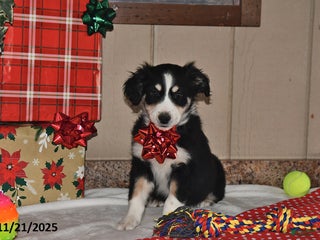 Australian Shepherd dogs Leo - Ad 41