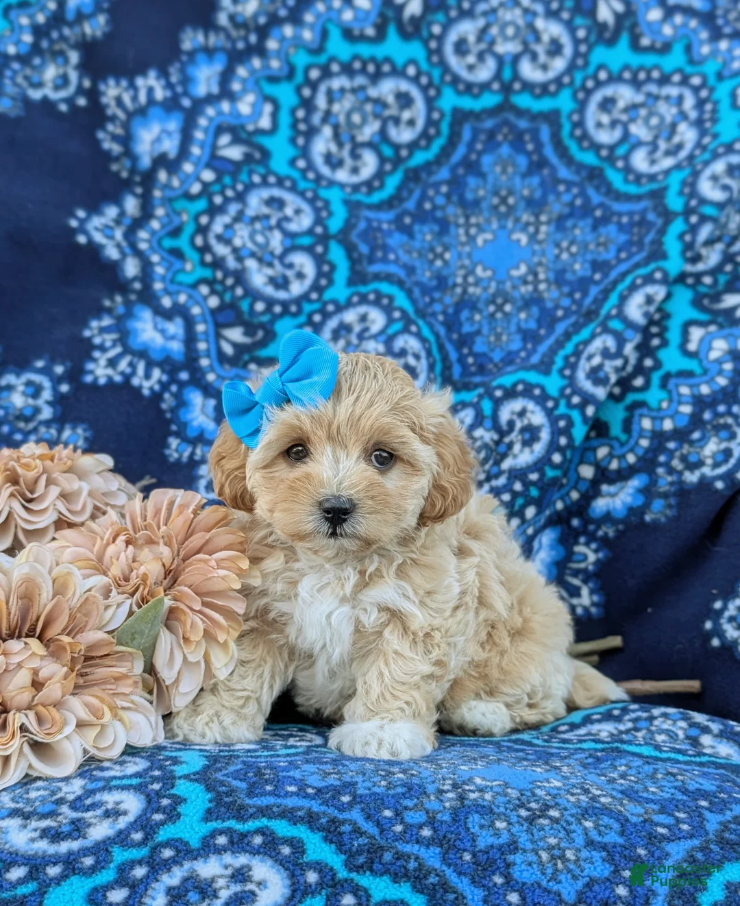 Maltipoo dogs for sale: Tiahna 9 lbs Full Grown - Ad 1