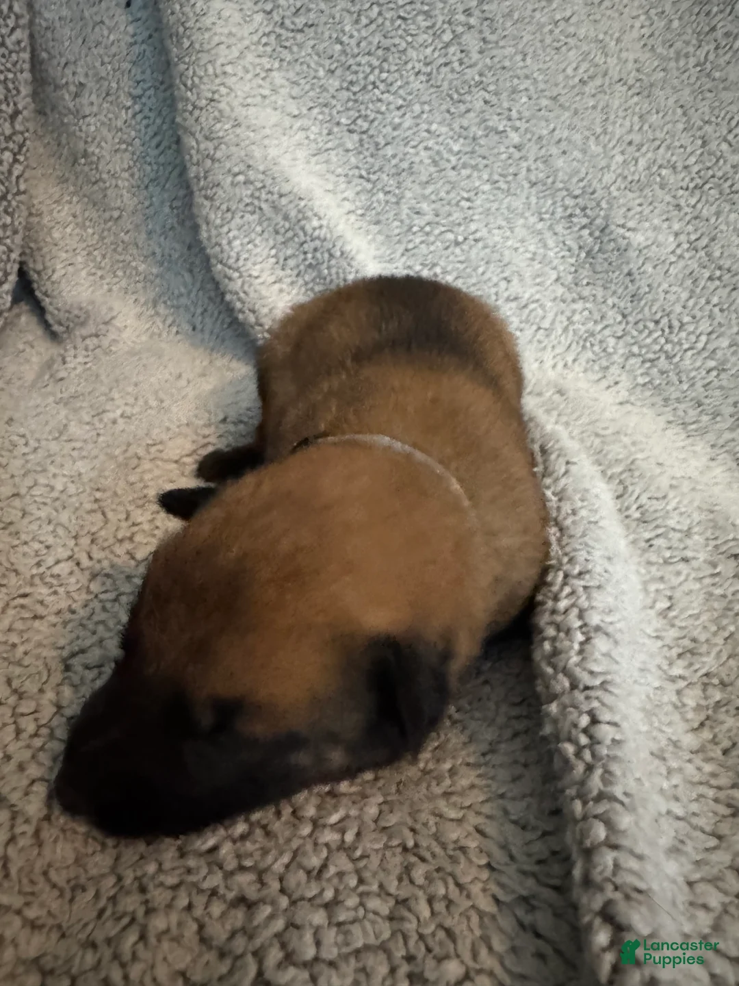 Belgian Malinois dogs for sale: Belgian Malinois 6 - Ad 2