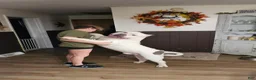 American Bully dogs for sale: Blue Xl American Bully  - Ad 6