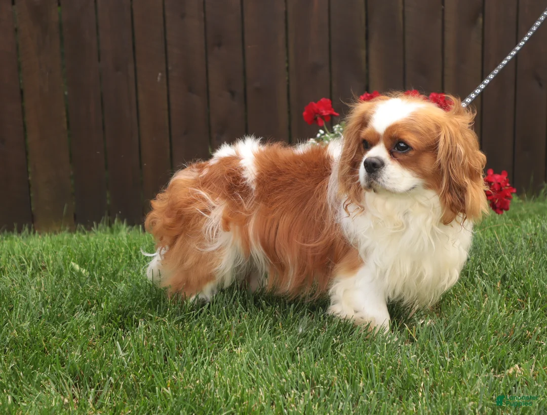 Cavalier King Charles Spaniel dogs for sale: Benjamin  - Ad 10