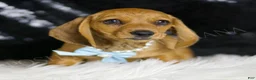 Miniature Dachshund dogs for sale: Slinky AKC  - Ad 4