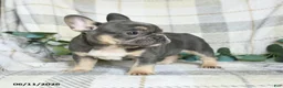 French Bulldog dogs for sale: Gary - Ad 3