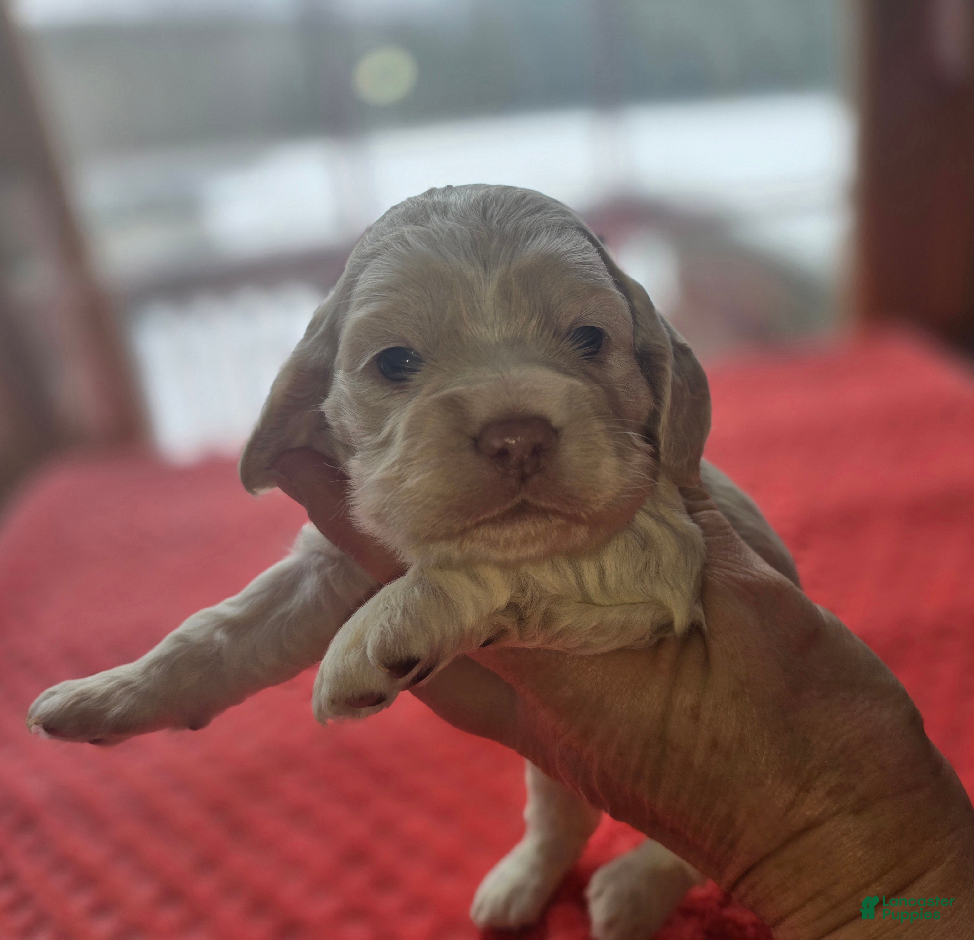 Cocker Spaniel dogs Buffy - Ad 25