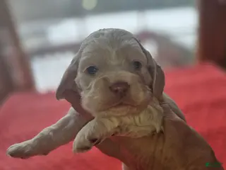 Cocker Spaniel dogs Buffy - Ad 25