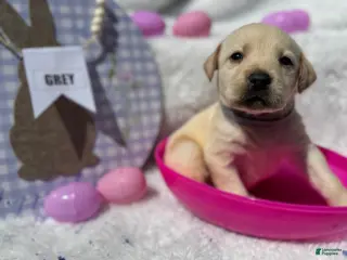 Labrador Retriever dogs Grey Collar Female - Ad 22