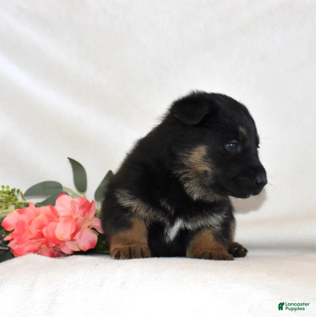 German Shepherd dogs for sale: Savannah - Ad 4