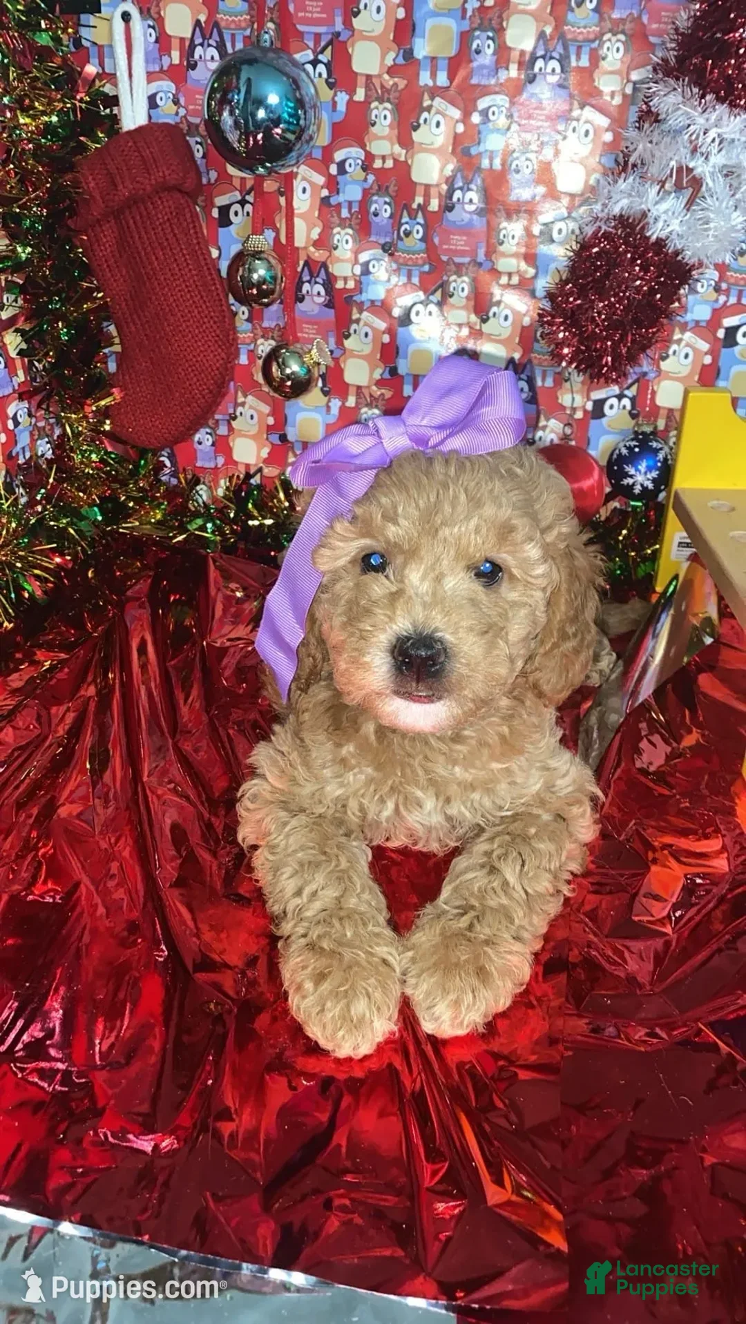 Mini Goldendoodle dogs for sale: Storm - Ad 2